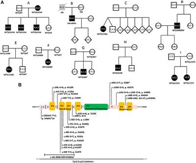 Assessing the Functional Relevance of Variants in the IKAROS Family Zinc Finger Protein 1 (IKZF1) in a Cohort of Patients With Primary Immunodeficiency